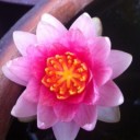 สมาชิกหมายเลข 1143217