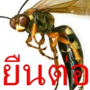 สมาชิกหมายเลข 2370193