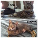 ลูกปลาทาโร่