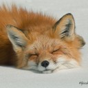 สมาชิกหมายเลข 2371753