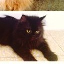 สมาชิกหมายเลข 740386