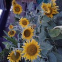 สมาชิกหมายเลข 1534190