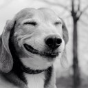 หมาหัวเหม่ง