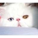 ค้างคาวหมูหวาน