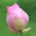 สมาชิกหมายเลข 1100260