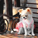 น้องหมาขี้เซา