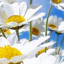 สมาชิกหมายเลข 1547523