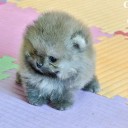 สมาชิกหมายเลข 741217