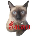 พ่อแมวมอนม่อน