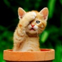 สมาชิกหมายเลข 3070446