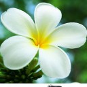 ลีลาวดีสีฟ้า