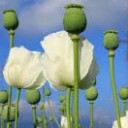 Opium poppy