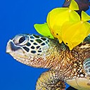 สมาชิกหมายเลข 742499