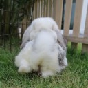 สมาชิกหมายเลข 2374463