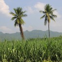 สายกลางพอเพียง