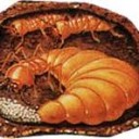 นพญ_ปลวก