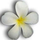 โอ้ดวงจำปา