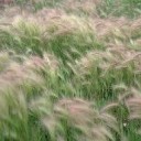 เหินบินบนยอดหญ้า