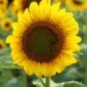 ฮันนี่โยเกิร์ต