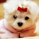 สมาชิกหมายเลข 2311273