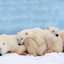 สมาชิกหมายเลข 2770512