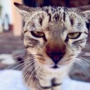 มะเอี๋ยว