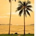 มะพร้าวห้าวริมทะเล