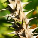 หนามยอกเอาหนามบ่ง