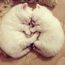 สมาชิกหมายเลข 1544636