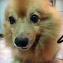 กุ้ยช่ายฟูนิ่ม