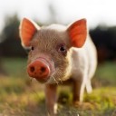 สมาชิกหมายเลข 2164585