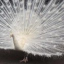 สมาชิกหมายเลข 3196785