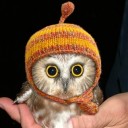 Little Owl in the Snow