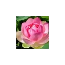 สมาชิกหมายเลข 3039068