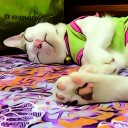 สมาชิกหมายเลข 2770682