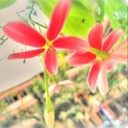 เมฆหมอกสีคราม