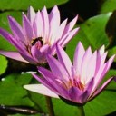 สมาชิกหมายเลข 723411