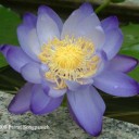 กอบัวน้ำเงิน