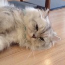 สมาชิกหมายเลข 1553545