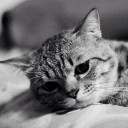 แมวอยู่ที่ไหนก็เป็นแมว