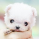 บราวนี่สีชมพู