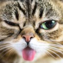 สมาชิกหมายเลข 2776742