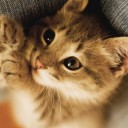 สมาชิกหมายเลข 1146985