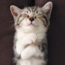 สมาชิกหมายเลข 1556370