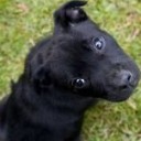 เจ้าดำน้อย