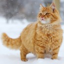 สมาชิกหมายเลข 1147998