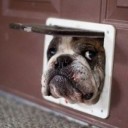 Veterinary Assistant