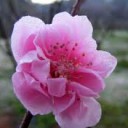 สมาชิกหมายเลข 1988080