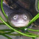 สมาชิกหมายเลข 1986661