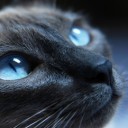 สมาชิกหมายเลข 1907350